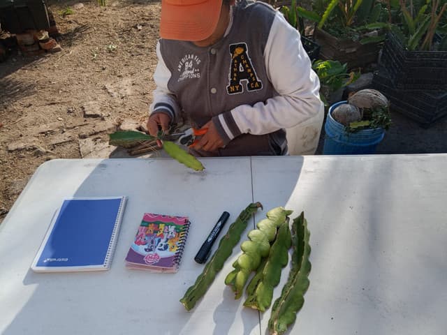Esqueje de pitahaya